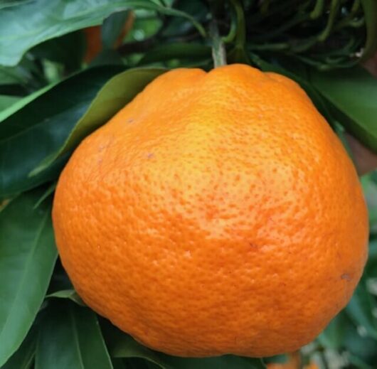 Citrus Mandarin 'Japanese Seedless' Espaliered 13" Pot