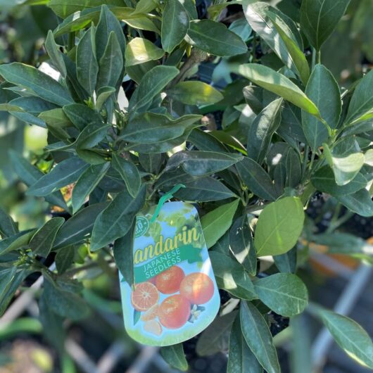 Citrus Mandarin 'Japanese Seedless' Espaliered 13" Pot