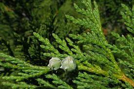 Close-up of green conifer branches with small pine cones, similar to a Cupressus 'Alaskan Weeping Cedar' in an 8" pot.