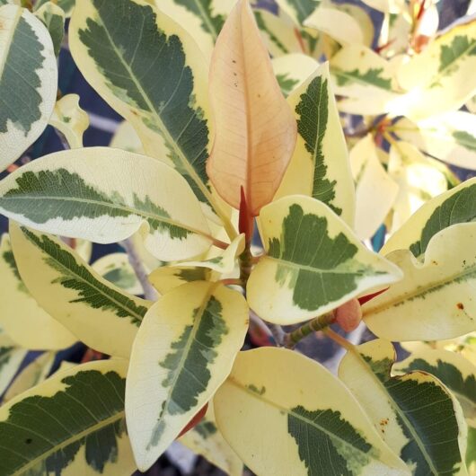 Hello Hello Plants Nursery Campbellfield Melbourne Victoria Australia Ficus obliqua variegated 'White Lightning' foliage