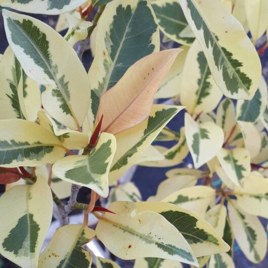 Hello Hello Plants Nursery Campbellfield Melbourne Victoria Australia Ficus obliqua variegated 'White Lightning' foliage