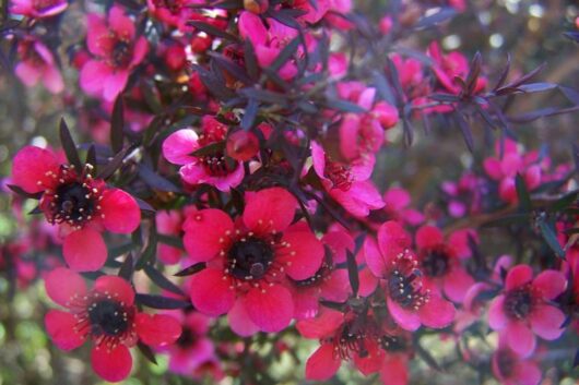 Leptospermum 'Dwarf Tea Tree Burgundy' 10" Pot