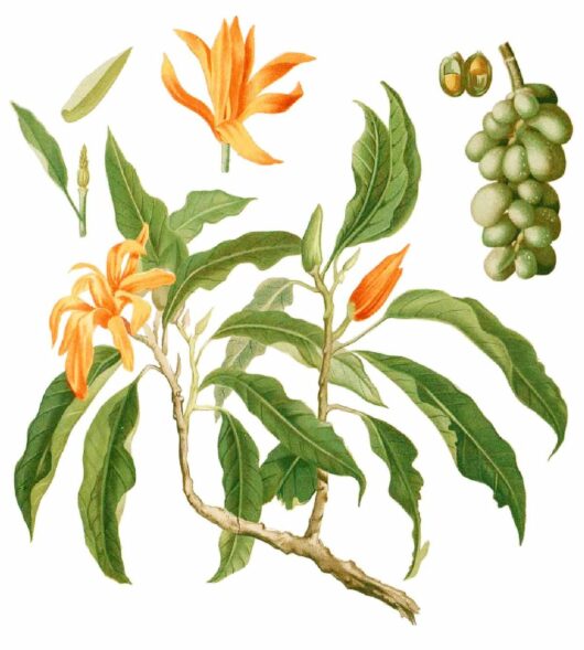 Michelia 'Champaca Magnolia' 8" Pot