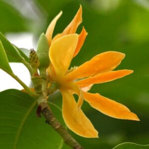 The Michelia 'Champaca Magnolia' in an 8" pot features elongated petals around a central bud, with vibrant orange hues contrasting against glossy green leaves.