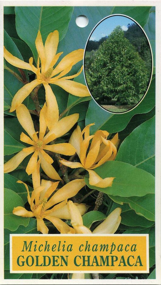 Michelia 'Champaca Magnolia' 8" Pot