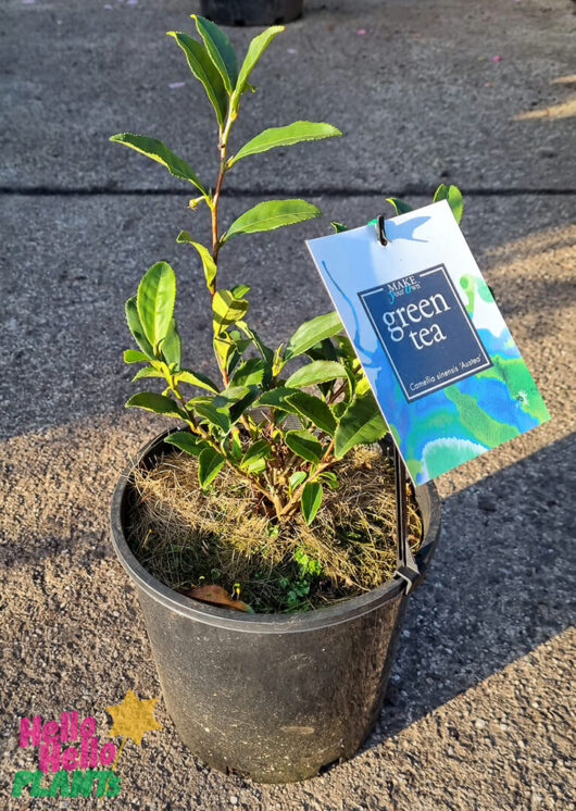 Hello Hello Plants Nursery Campbellfield Melbourne Victoria Australia Camellia sinensis ‘Gadara Tea’ green tea 8ïn