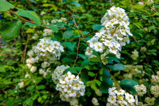 white trailing creepin lantana climber groundcover white flowers