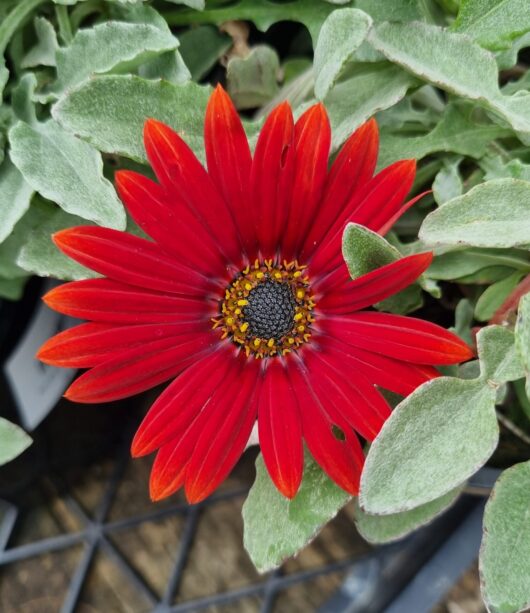 Arctotis 'Blood Red' 6" Pot