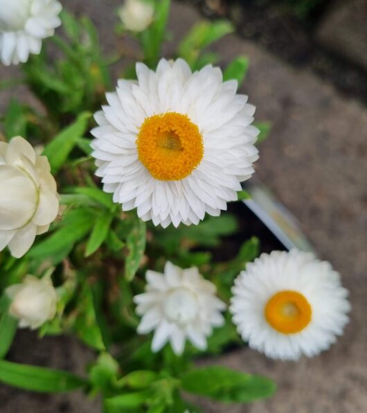 Bracteantha 'Mohave White' Native Paper Daisy 6" Pot