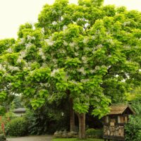 Catalpa 'Indian Bean Tree'