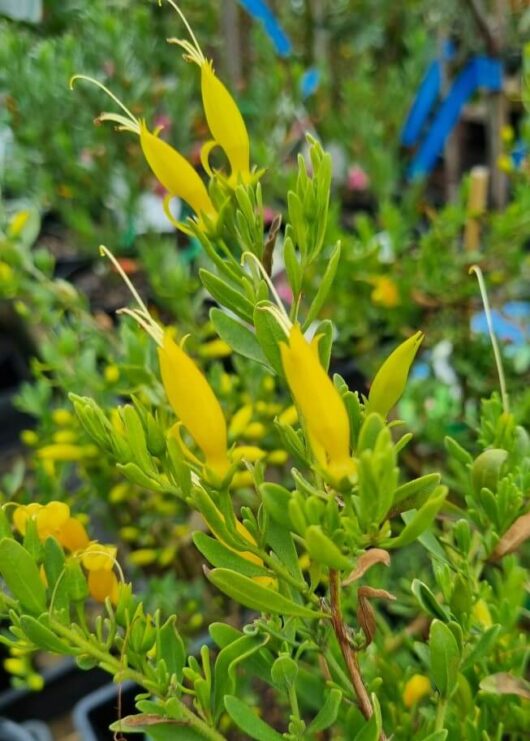 Eremophila 'Belalla Gold' 6" Pot