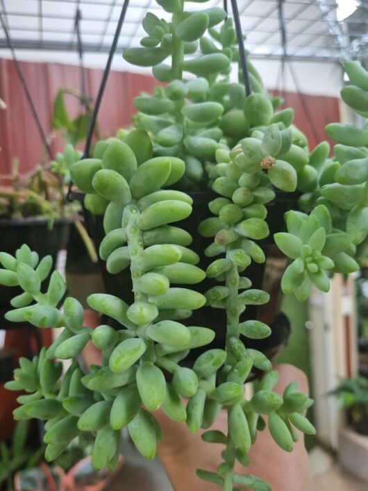 Sedum 'Donkey's Tail'