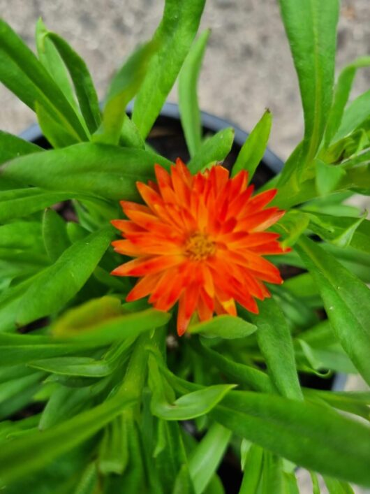 Bracteantha 'Mohave Orange' Native Paper Daisy 6" Pot