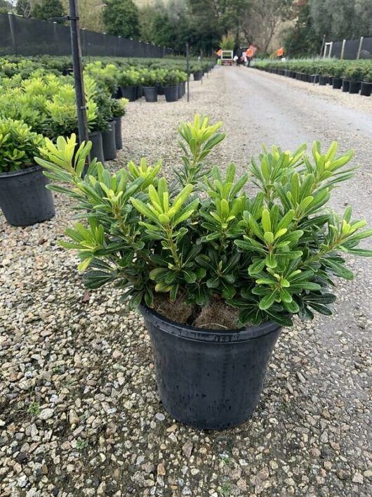Pittosporum 'Miss Muffet' 10" Pot