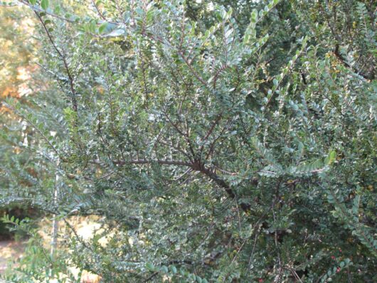 Ulmus 'Seiju' Chinese Elm 8" Pot