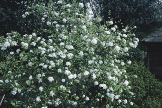 Viburnum burkwoodii 'Anne Russell' 8" Pot