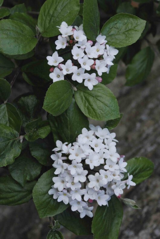 Viburnum burkwoodii 'Anne Russell' 8" Pot