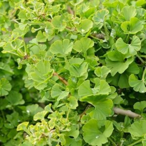 Close-up of lush green Ginkgo mariken 'Dwarf Maidenhair' leaves with a distinct fan shape in an 8" pot.