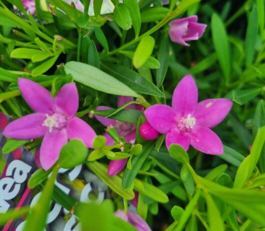 Crowea 'Cooper's Classic' Waxflower 6" Pot