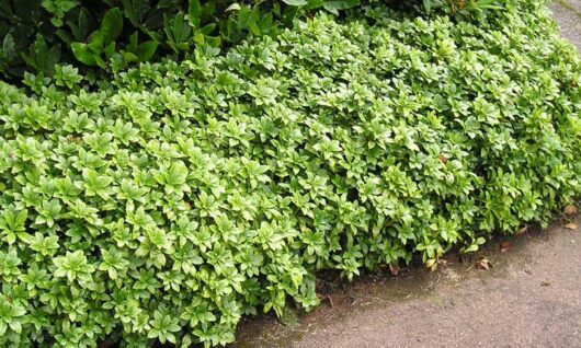 Pachysandra terminalis 'Japanese Spurge' 6" Pot