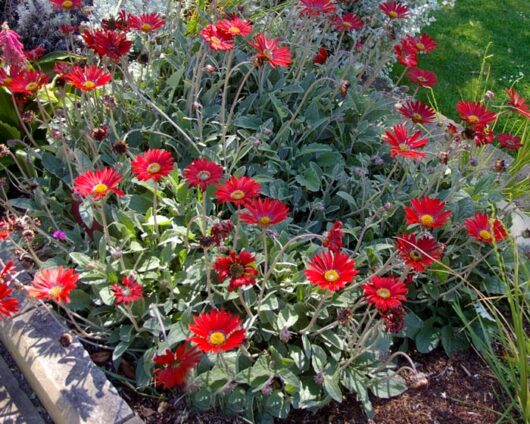 Arctotis 'Blood Red' 6" Pot