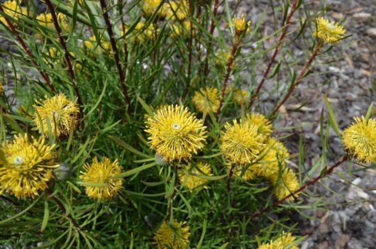 Isopogon 'Sunshine' Coneflower Pot