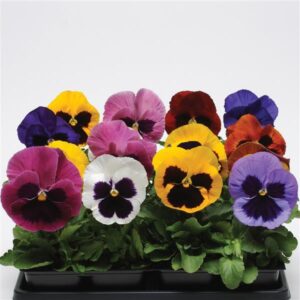 The Pansy 7" Pot features vibrant blooms in purple, pink, yellow, and white. The charming flowers are arranged in rows above lush green leaves on a pristine white background.