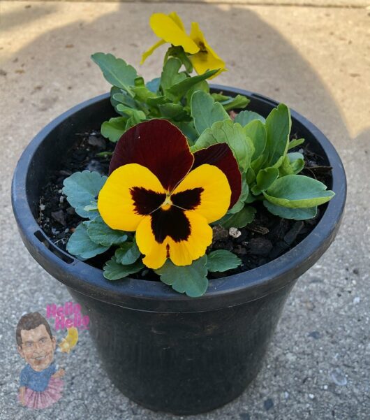 Hello hello Plants Viola x wittrockiana Pansy Matrix Blotch Mix Pansy 3