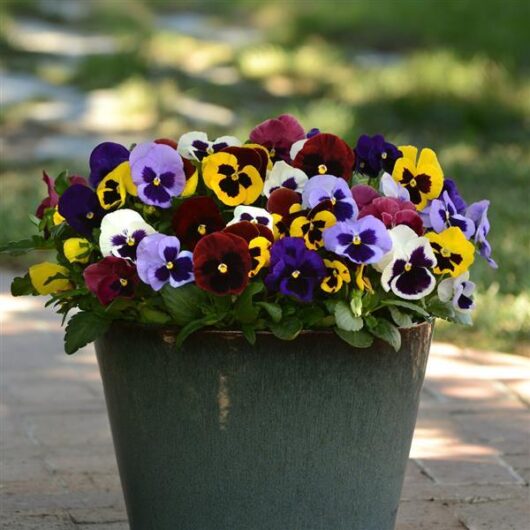 Pansy 4" Pot