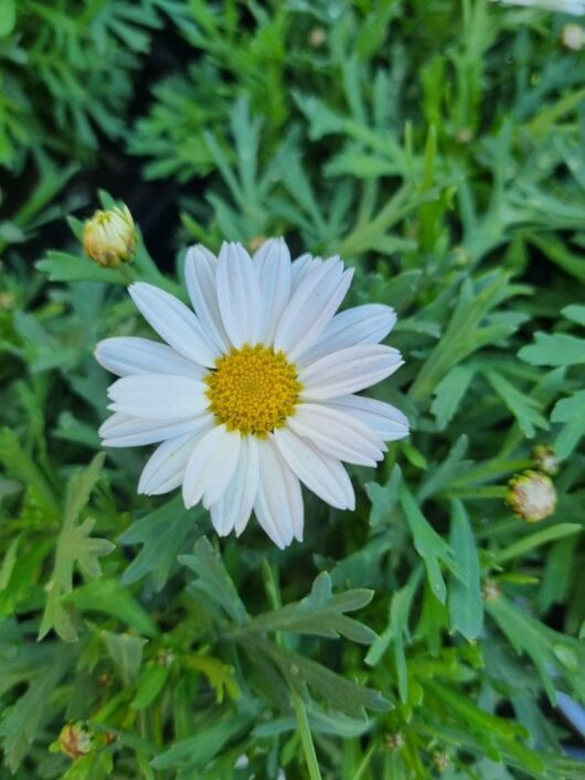 Argyranthemum 'LaRita® White' Daisy' 6" Pot