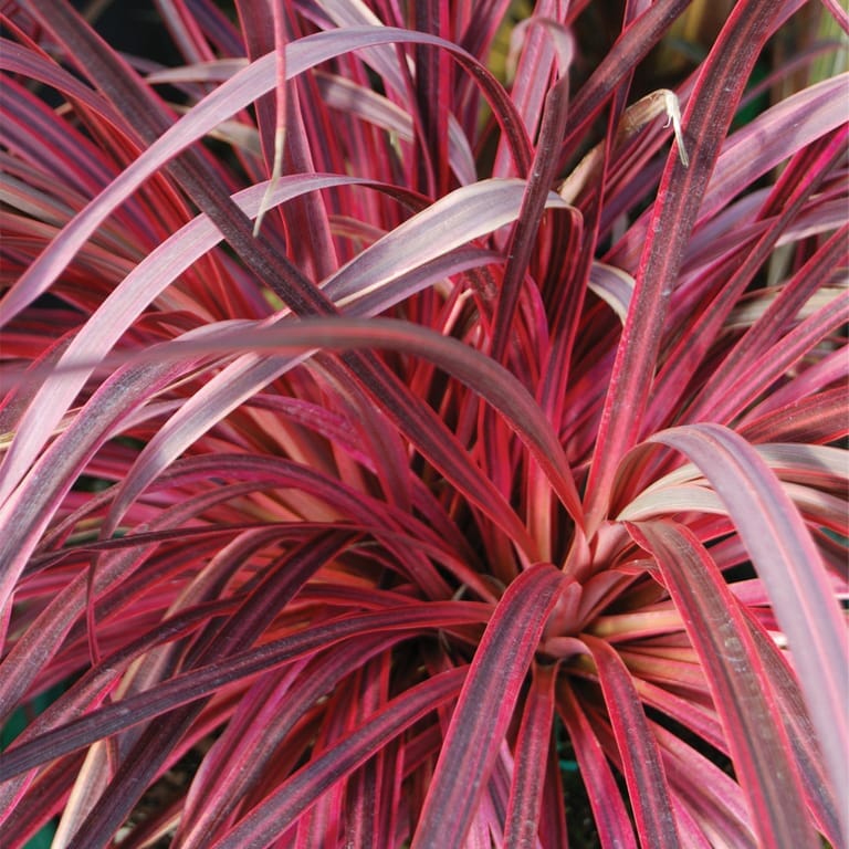 Cordyline