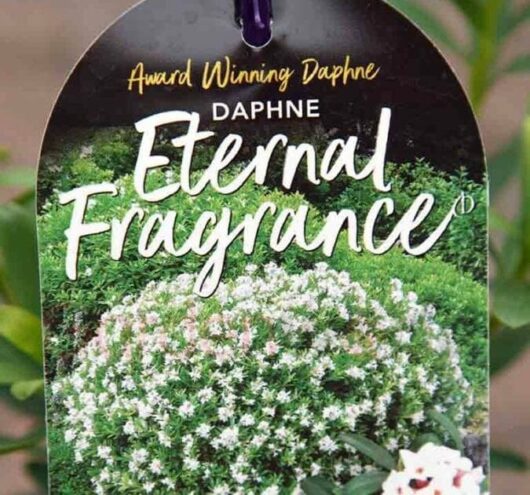 Daphne 'Eternal Fragrance' 6" Pot