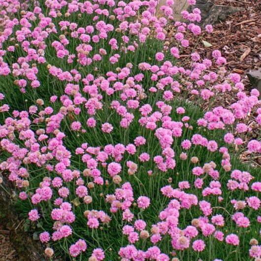 Armeria 'Petite Pink' Sea Thrift 6" Pot