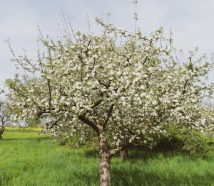 A Malus 'Gorgeous' Crab Apple (Field Dug Extra Large) tree in full bloom stands in a grassy field under a cloudy sky.