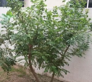 Murraya 'Curry Tree' advanced edible herb leaves
