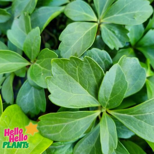 Pachysandra terminalis 'Japanese Spurge' 6" Pot