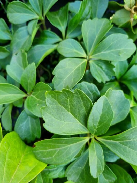 Close-up of Pachysandra terminalis 'Japanese Spurge' in a 6" pot shows glossy, smooth leaves with rounded edges arranged in a cluster.