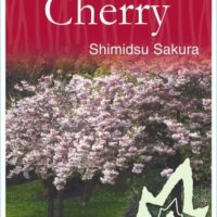 Prunus 'Shimidsu Sakura' Japanese Cherry