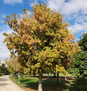 acer negundo sensation maple box elder maple tree advanced with autumn foliage green yellow orange leaves