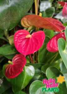 anthurium red flower