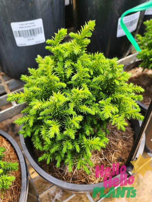 cryptomeria japonica pygmaea Conifer 8inch pot Japanese Cedar Green dwarf pine