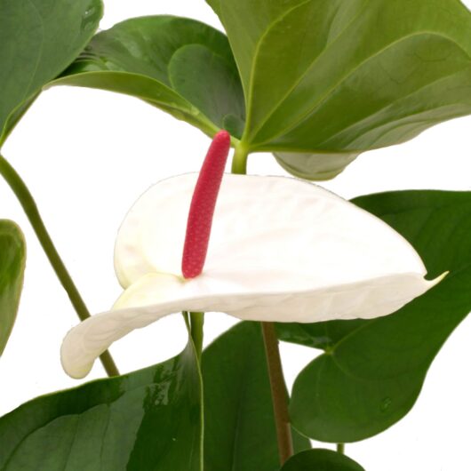 Anthurium 'White Heart' 8" Pot