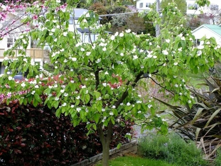 Cydonia 'Champion' Quince 13" Pot Hello Hello Plants