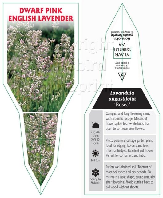 Lavandula 'English Pink' Lavender 4" Pot