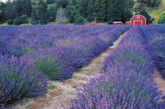 Lavandula 'Pacific Blue' Lavender