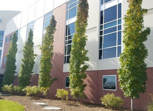 Liquidambar 'Slender Silouhette' Sweetgum 13" Pot