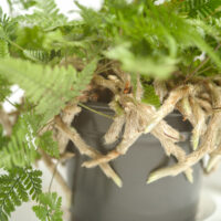 Rabbit Hares foot Fern White