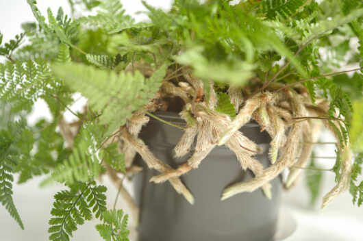 Rabbit Hares foot Fern White