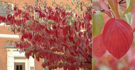 Cornus 'June Snow' Dogwood 13" Pot