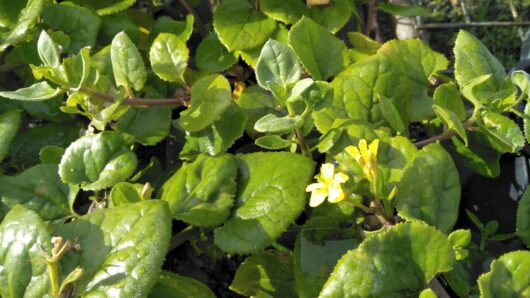 Goodenia ovata 'Prostrate Goodenia' 6" Pot